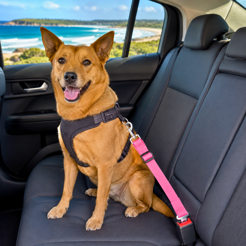 Pawfari™ SafeRide Pet Seat Belt